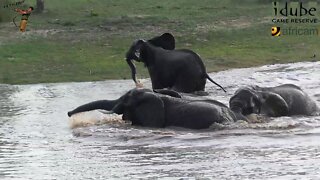 Elephant Fun At Scotia Dam