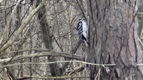 Hairy Wood Pecker close up wings fluttering noises