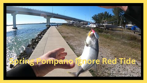 Spring Florida Pompano did not get the Red Tide Memo?
