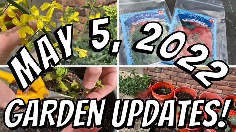 GROWING OUR OWN FOOD | May 5 Weekly Bucket Garden Updates + Starting More Seeds From Dollar Tree