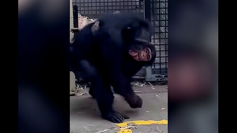 Chimp Has Joyous Reunion With Surrogate Mom After Night Away
