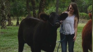 Prized cow killed and gutted in Golden Gate Estates