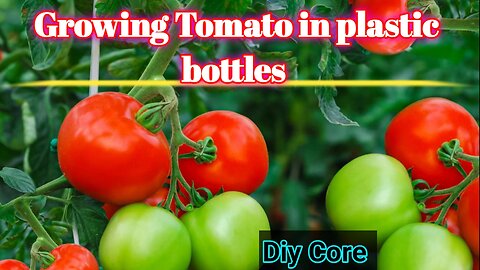 "Ultimate Guide to Growing Tomatoes at Home 🍅" | #shorts #gardening #tomato