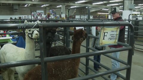 Free grounds admission today at National Western Stock Show