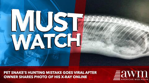 Pet Snake’s Hunting Mistake Goes Viral After Owner Shares Photo Of His X-Ray Online