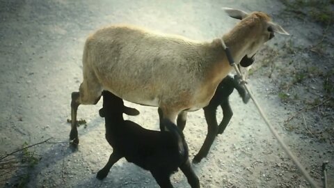 Lamb feeding babies