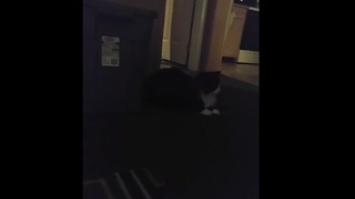 Cat releases mouse, causes panic in house
