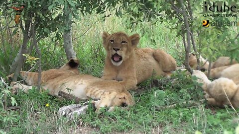 Daughters Of The Mapogo Lions - Rebuilding The Othawa Pride - 28: Lazing Around