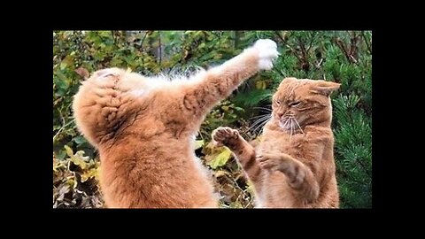 FUNNY WITH ANIMALS / Funny cats / Dogs / Funny animals