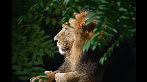 "Roaring Royalty: Exploring the Regal Lifestyle of Lions".
