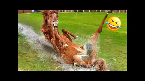 Funny Dogs And Cats Videos 2023 😅👌 - Best Animal Videos Of The Month 😁 #2