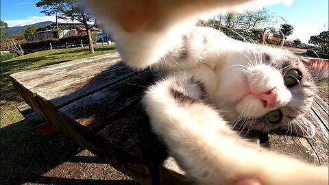 Stray cat sleeping on the park bench is way too cute