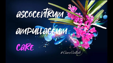 Ascocentrum ampullaceum CARE in SELF WATERING & LECA | It can be done & here is how #CareCollab