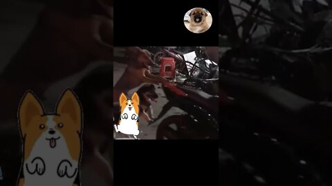 2 pet dogs help owner push the car to repair