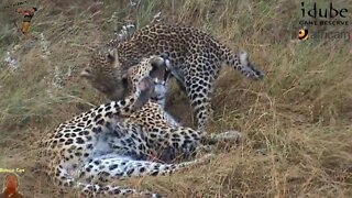 Leopard And Cub - Life Outside The Bushcamp 18 - Playing Around A Gravel Quarry