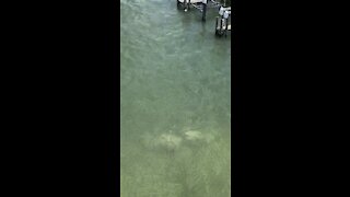 Dolphin Catches BIG ONE!!