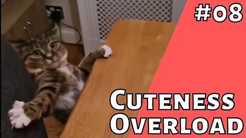 Cute and funny animals fail compilation - #08