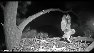 Branching On The Edge Of The Nest 🦉 4/3/22 06:06