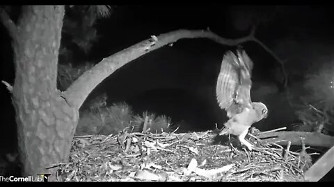 Branching On The Edge Of The Nest 🦉 4/3/22 06:06