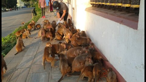 feeding gram to the wild monkey || a group of hungry monkey eat gram || feeding monkey