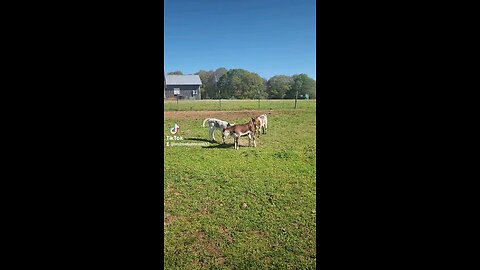 Baby heifer calves.