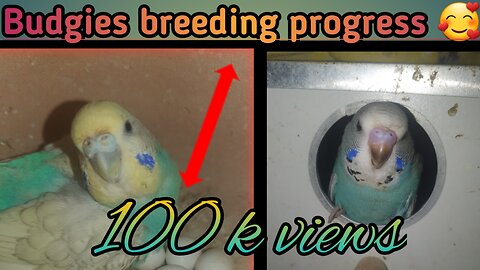 Budgies breeding progress