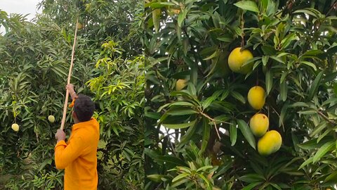 Vetapalem Beautifull Mango Trees, Yummy 😋
