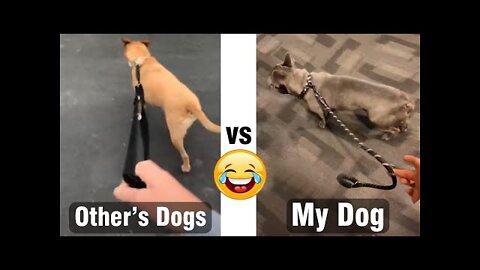 Other's dogs vs My dog - Funny dog #Shorts