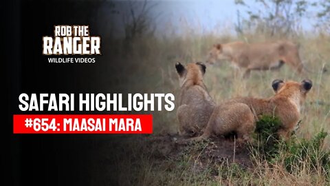 Safari Highlights #654: 17th January 2022 | Maasai Mara/Zebra Plains | Latest Wildlife Sightings