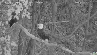 Hays Eagles Mom joins Dad on the woods limb 2020 11 18 5:17PM