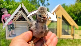 The MINI CHICKEN COOP you can build in a day - HOW TO BUILD