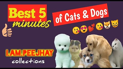 Pawsome Pals: Adorable and Hilarious Cats and Dogs Compilation