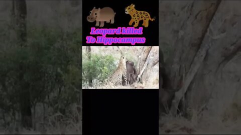 Leopard killed to Hippocampus 🦛 2022 ||