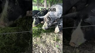 Will Pigs Eat Buckwheat Plants?