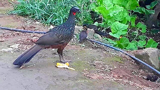 Jacu e seus filhotes em busca de comidas Jacuaçu, jacuguaçu, guans