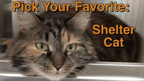 Adorable shelter cats: Pick your favorite!