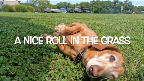 Charlie - a day in the life. Full time RV living with dogs