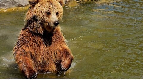 See the bear while swimming in the river, the beauty of nature and the sound of water and birds