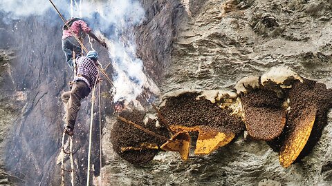 Wild Honey Harvesting on the deap cliff Satisfying