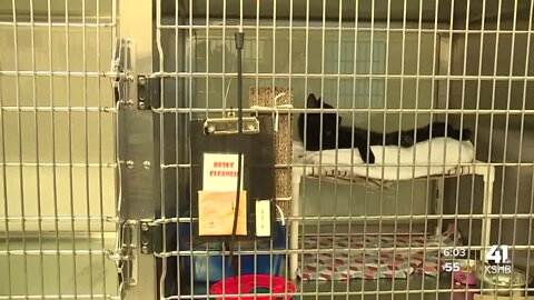 KC Pet Project attributes owner surrenders to lack of viable housing, veterinary care
