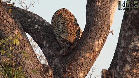 Two Solitary Leopards Together? Torchwood Male And Boulders Female