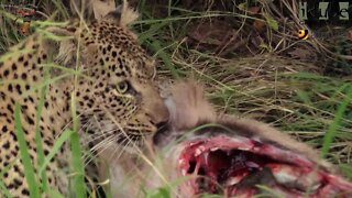 Female Leopard Shows Us Her Meal