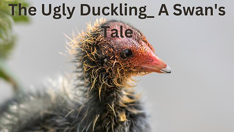 The Ugly Duckling_ A Swan's Tale