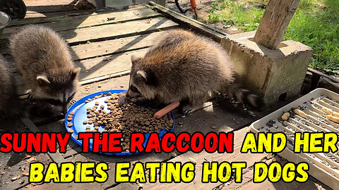 July 26, 2023 | Sunny The Raccoon And Her Babies Eating Hot Dogs | The Lads Raccoon Vlog-004