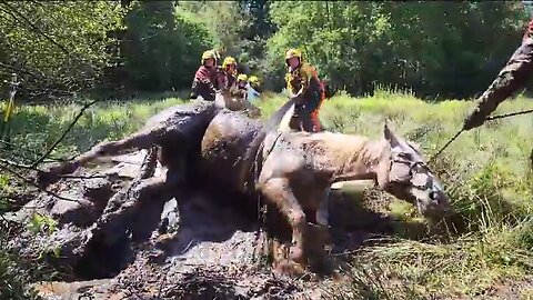Firefighters rescued horse stuck in the mud