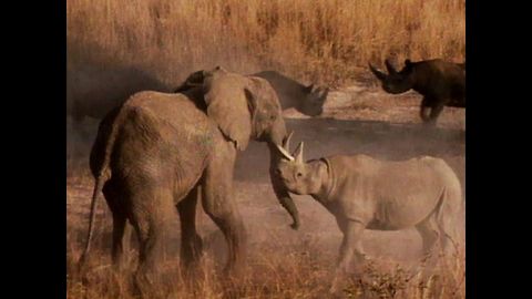 Elephant Fights Rhinos