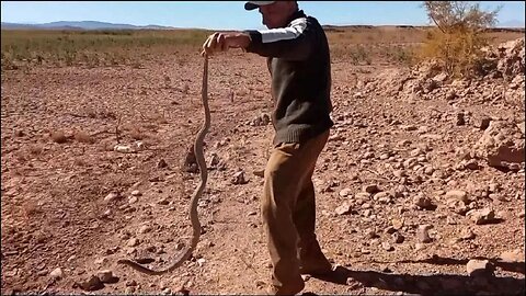 A Cobra snake hunting trip