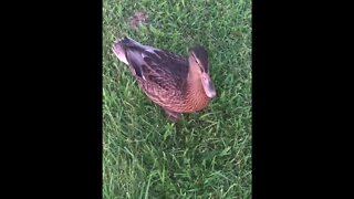 Duck attack Rampage