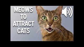 Meows to attract a cat - Sounds to make cats come to you