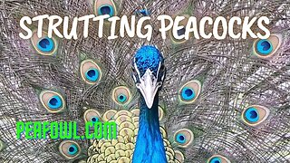 Strutting Peacocks, Peacock Minute, peafowl.com